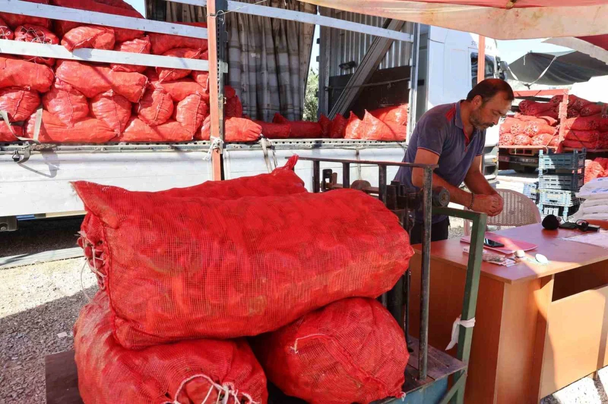 Kozan'da salçalık biber mesaisi başladı: Toroslar yük taşıdı
