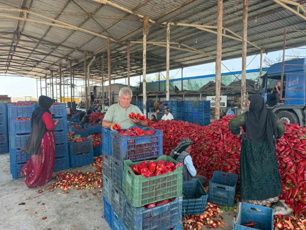 Kapya biberde fiyat düşüşü iddiası: Üretici fabrikalara tepkili
