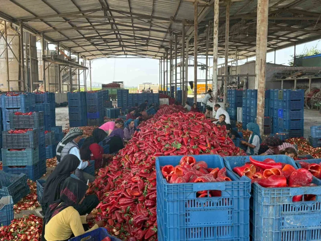 Kapya biberde fiyat düşüşü iddiası: Üretici fabrikalara tepkili