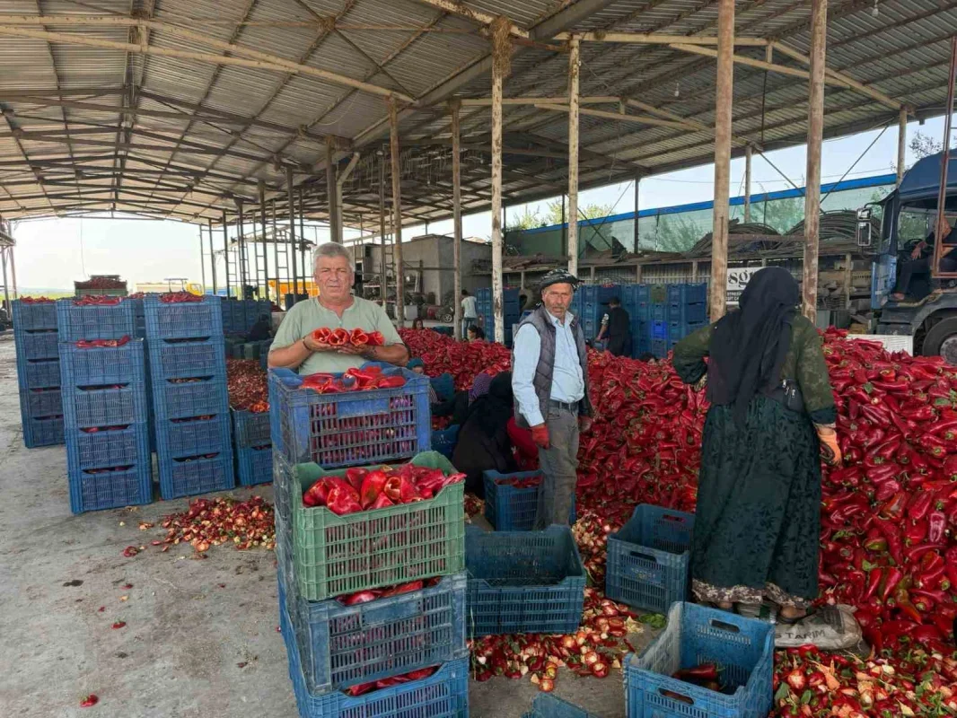 Kapya biberde fiyat düşüşü iddiası: Üretici fabrikalara tepkili