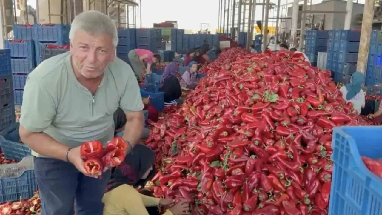 Kapya biberde fiyat düşüşü iddiası: Üretici fabrikalara tepkili