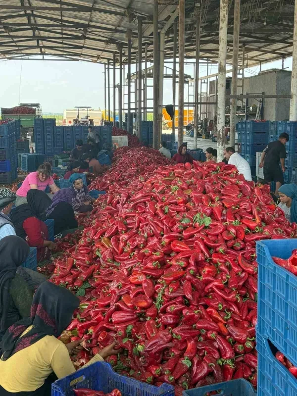 Kapya biberde fiyat düşüşü iddiası: Üretici fabrikalara tepkili