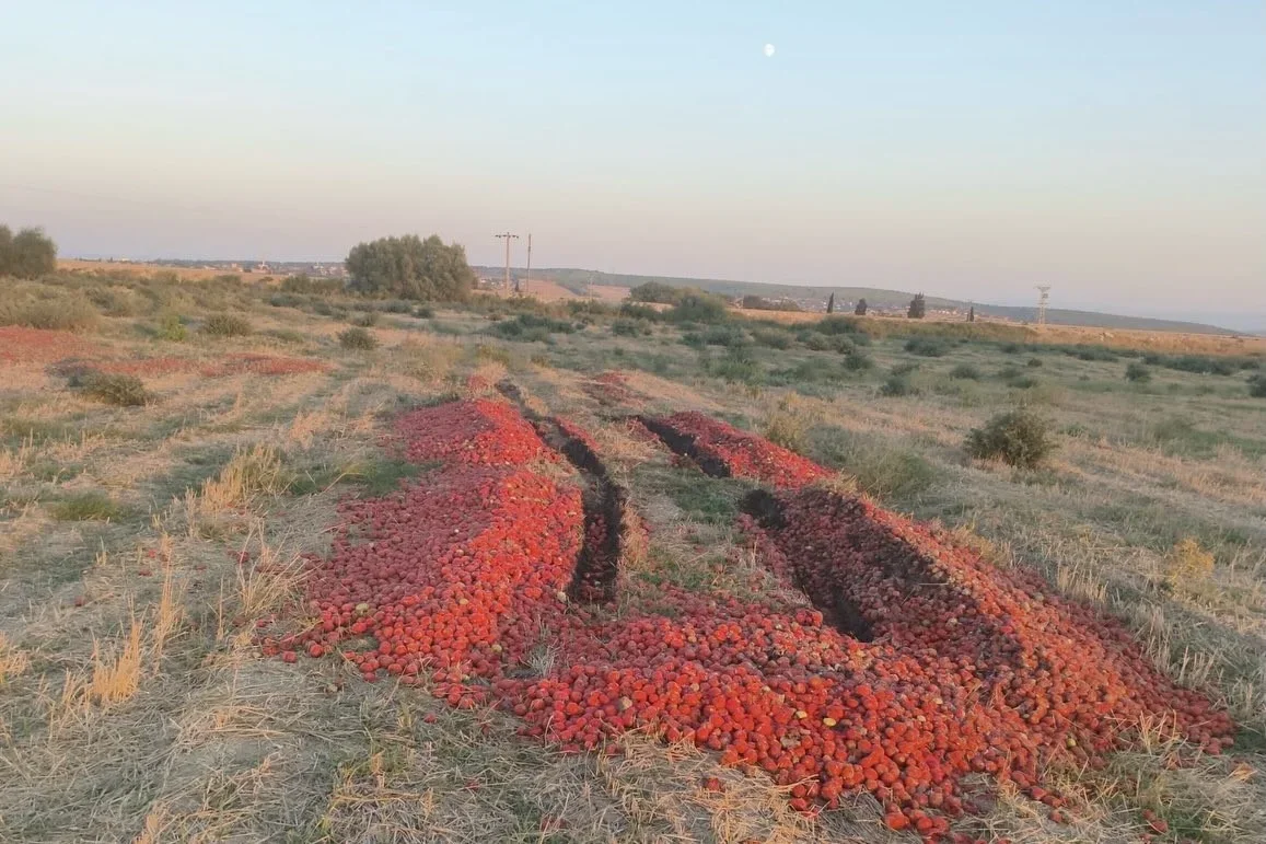 Ticaret Bakanlığı: Dökülen domateslerin çürük olduğu tespit edildi