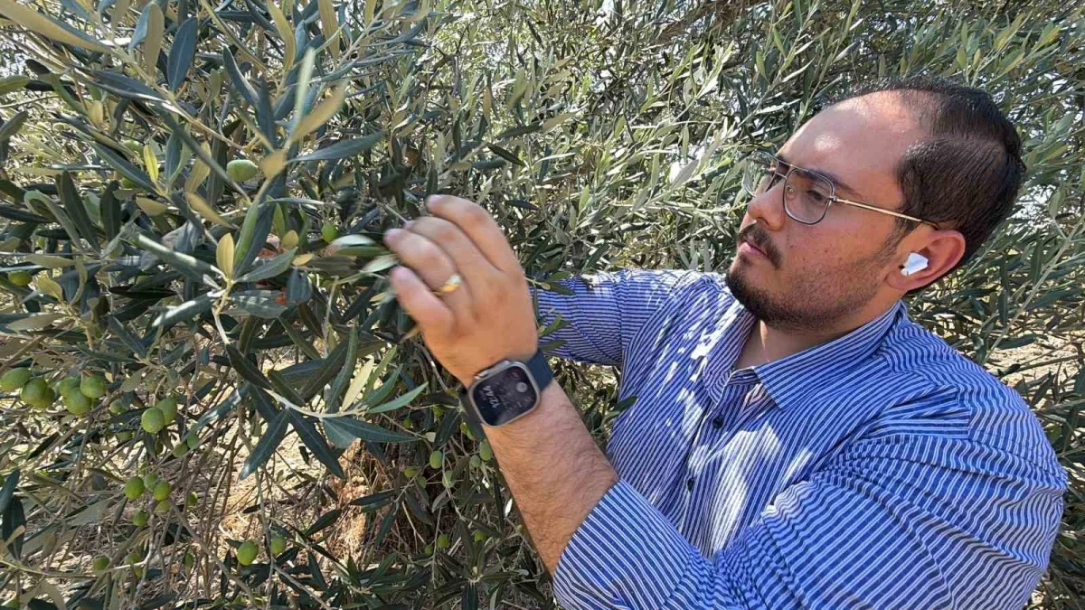 Zeytin hasadı 2026'da 20 gün erken başlayabilir