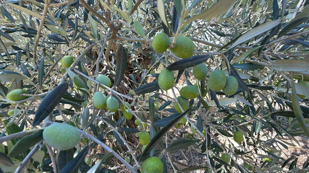 Zeytin hasadı 2026'da 20 gün erken başlayabilir