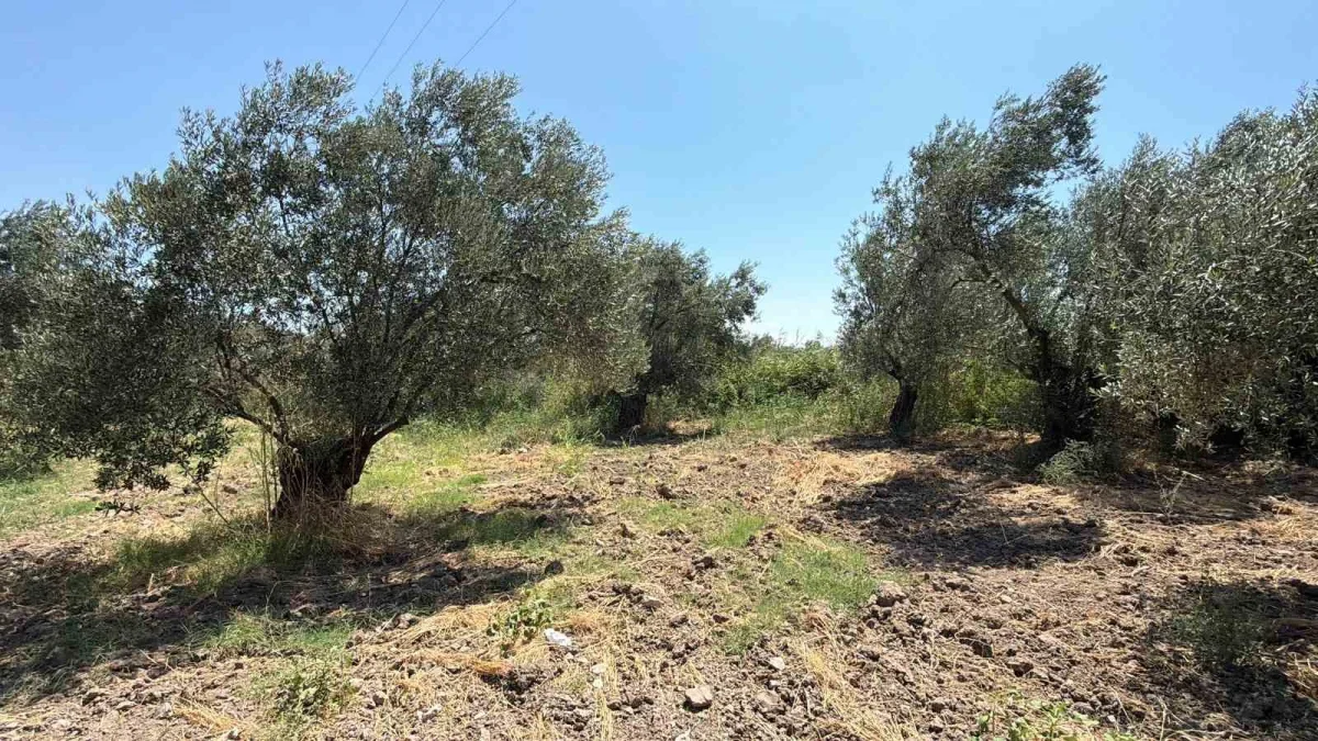 Zeytin hasadı 2026'da 20 gün erken başlayabilir
