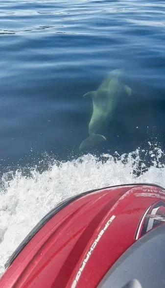 Tekirdağ'da jet skiye eşlik eden yunuslar renkli görüntüler oluşturdu
