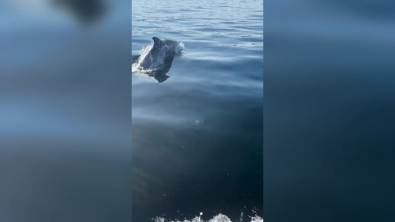 Tekirdağ'da jet skiye eşlik eden yunuslar renkli görüntüler oluşturdu