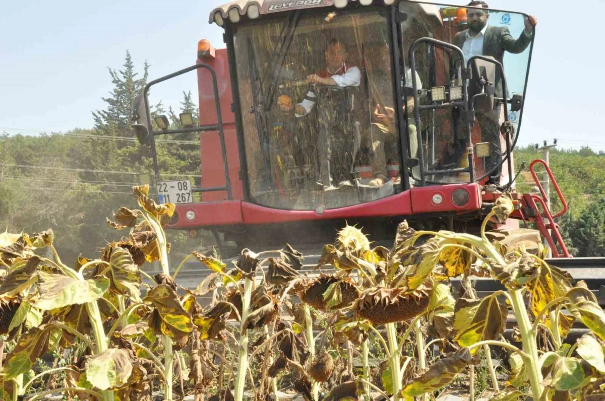 Gizligider Edirne'de ayçiçeği hasadına katıldı: 2026 bereket yılı