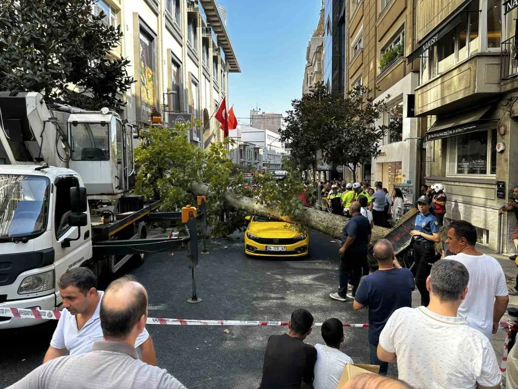 Şişli'de çınar ağacı 2 aracın üzerine devrildi