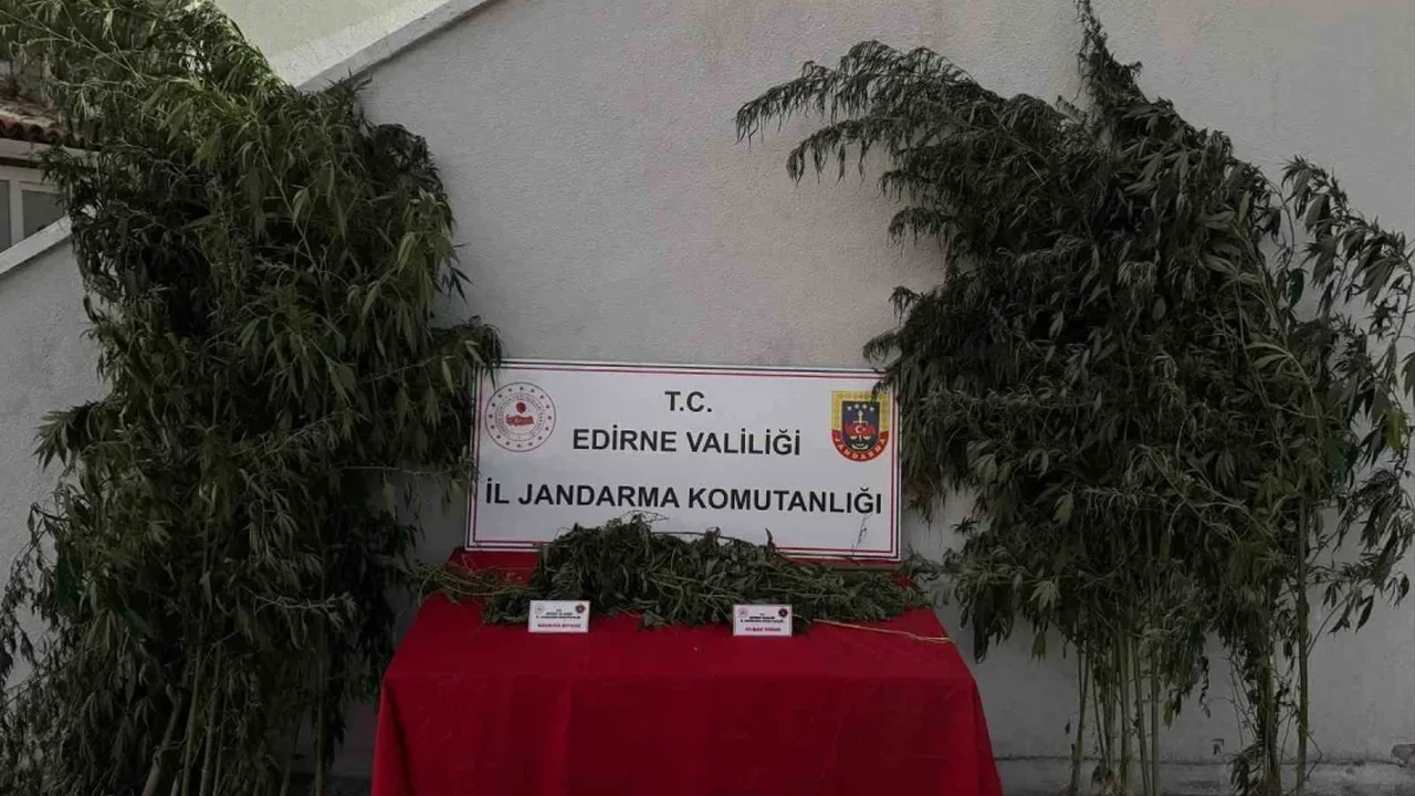 Edirne Uzunköprü'de 52 kök kenevir ve 1 kilo 310 gram esrar ele geçirildi