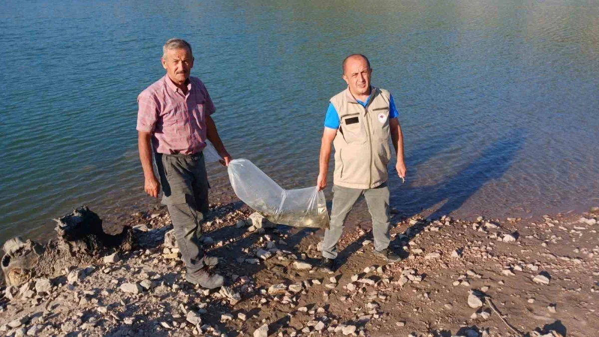 Orhaneli'de göletlere sazan yavruları bırakıldı