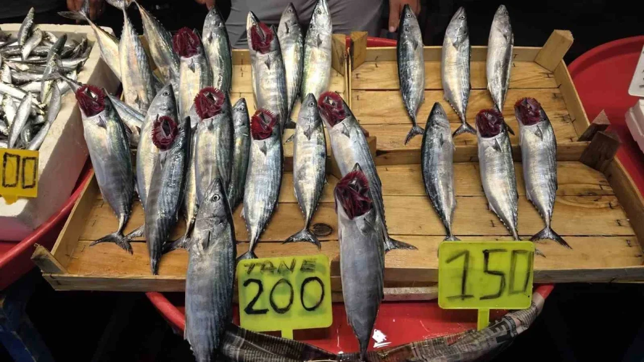 Eylül ayında palamut bolluğu bekleniyor: Bandırma'da hazırlık