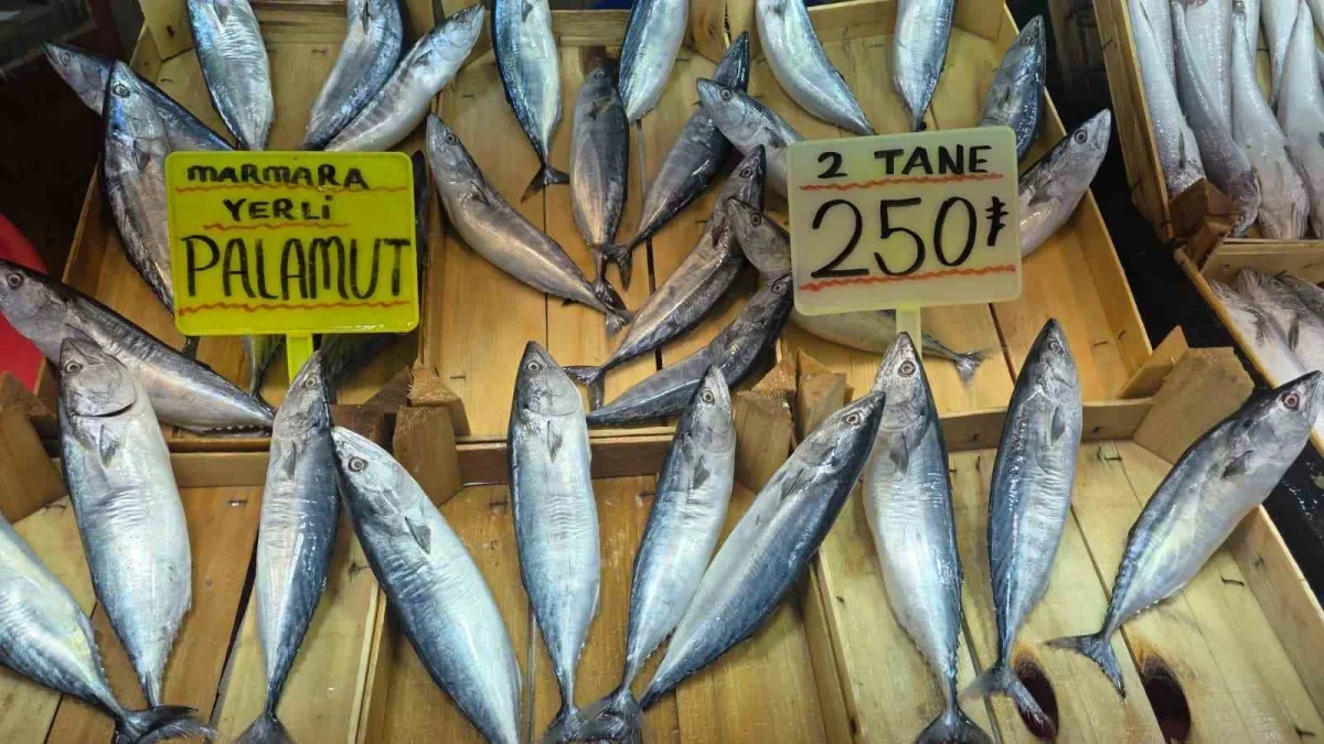 Eylül ayında palamut bolluğu bekleniyor: Bandırma'da hazırlık