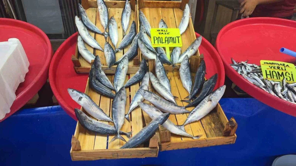 Eylül ayında palamut bolluğu bekleniyor: Bandırma'da hazırlık