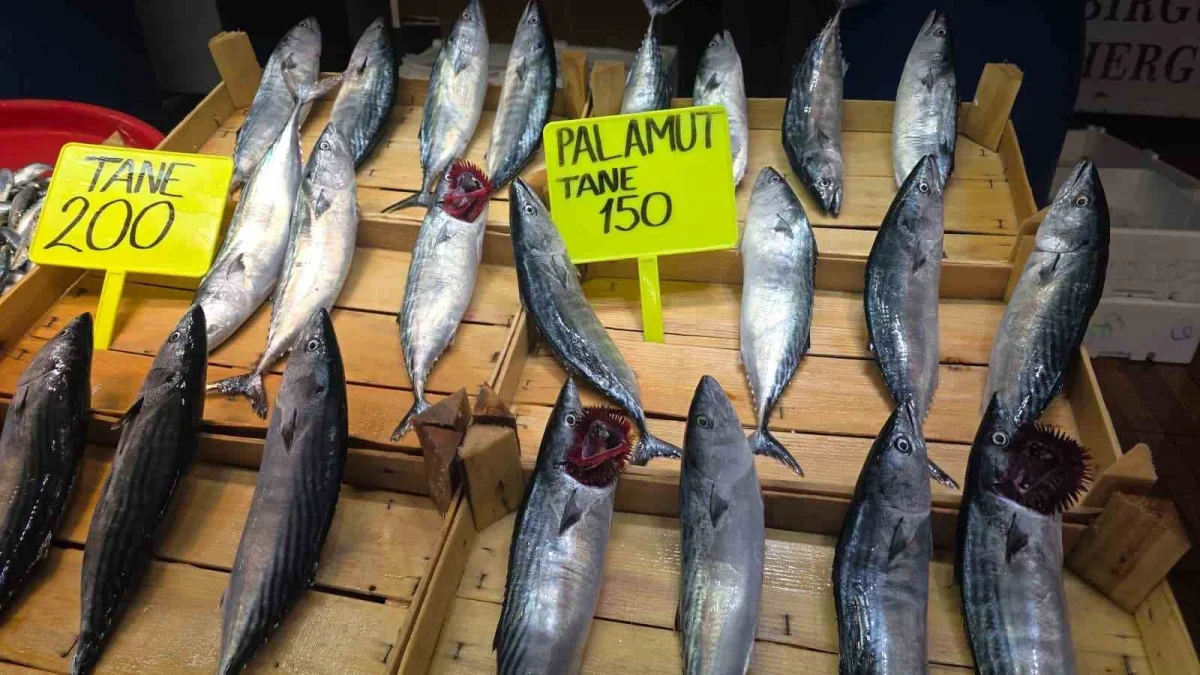 Eylül ayında palamut bolluğu bekleniyor: Bandırma'da hazırlık
