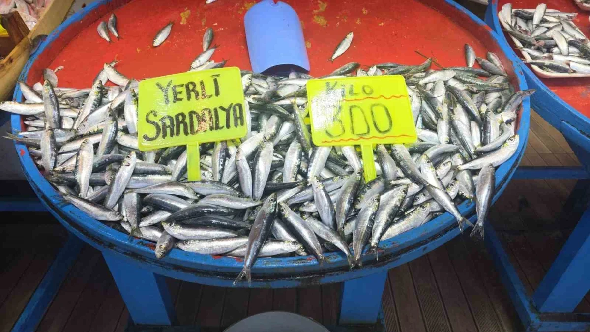 Eylül ayında palamut bolluğu bekleniyor: Bandırma'da hazırlık