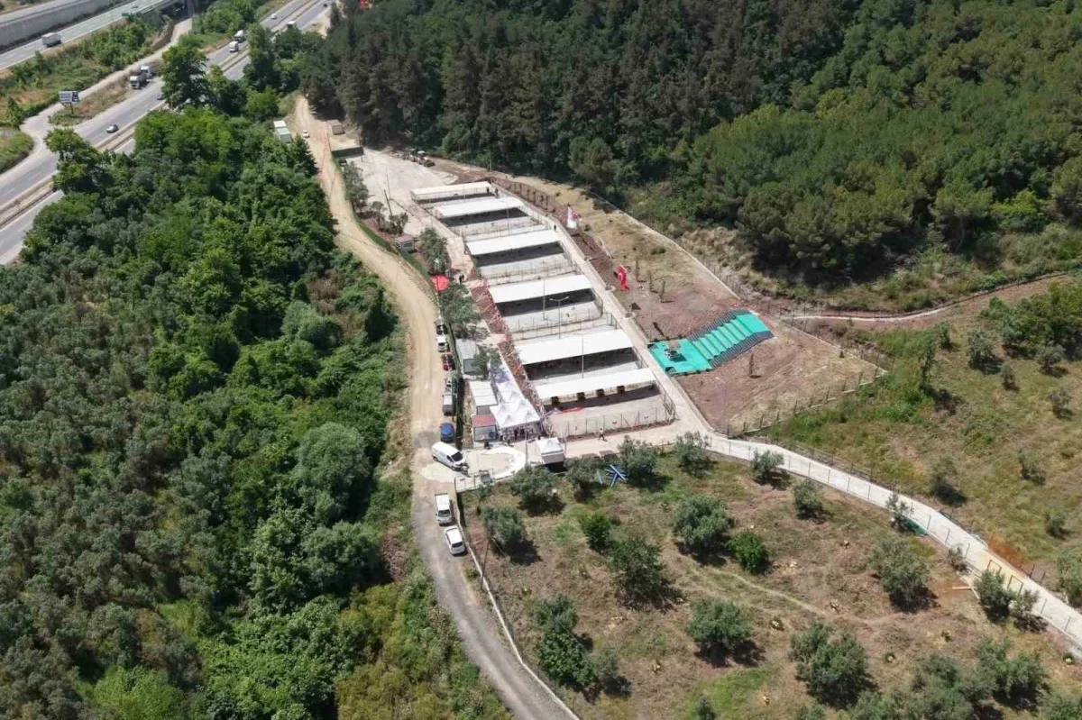 Bursa Hayvan Hakları Platformu'ndan Gemlik Belediyesi'ne tepki
