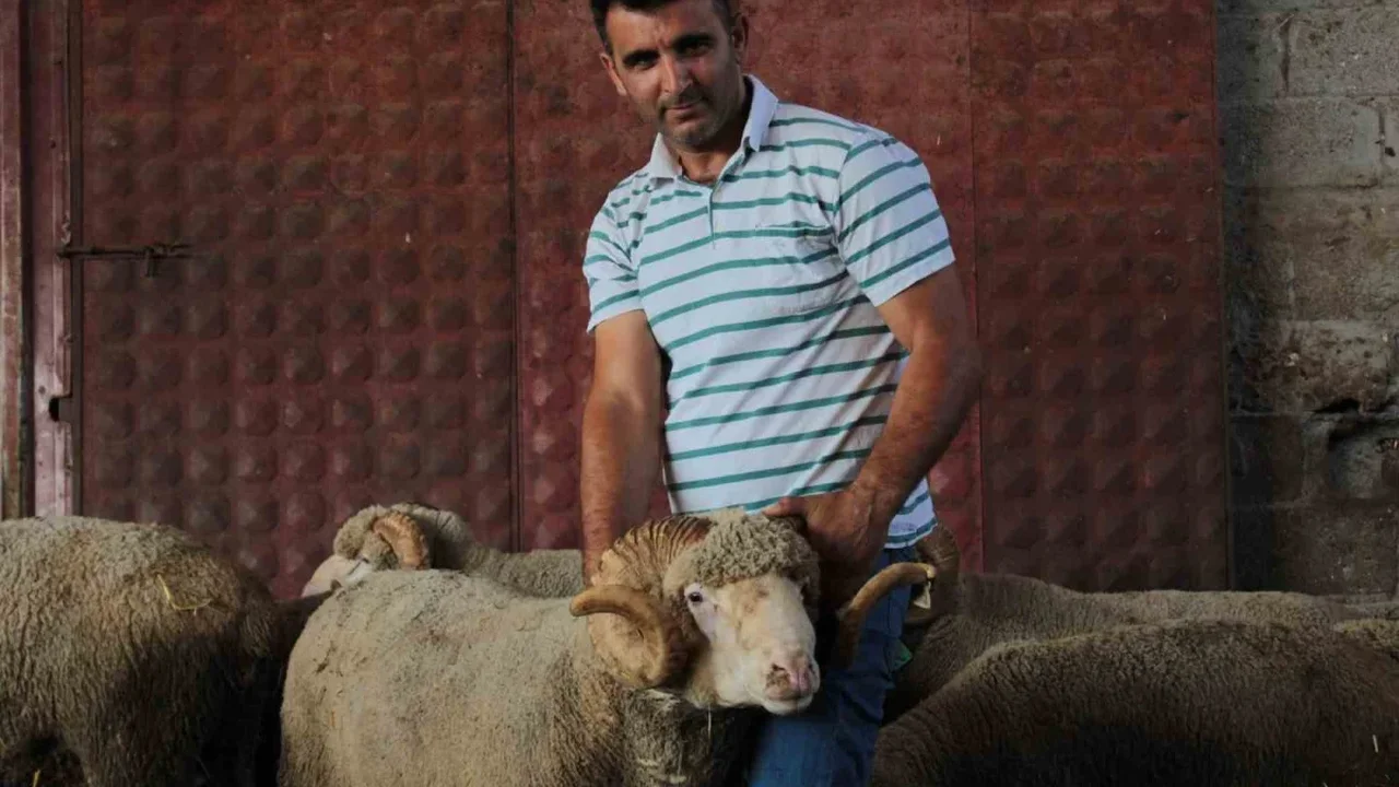 Milyonluk Şampiyon koçtan 96 gebe koyun ve üçüz erkek kuzu