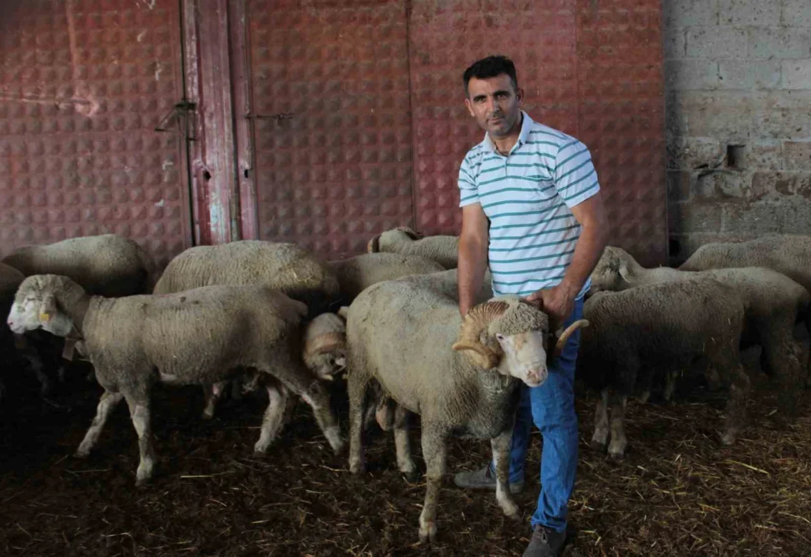 Milyonluk Şampiyon koçtan 96 gebe koyun ve üçüz erkek kuzu