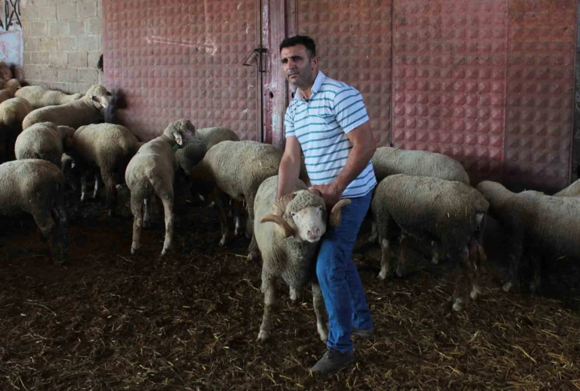 Milyonluk Şampiyon koçtan 96 gebe koyun ve üçüz erkek kuzu