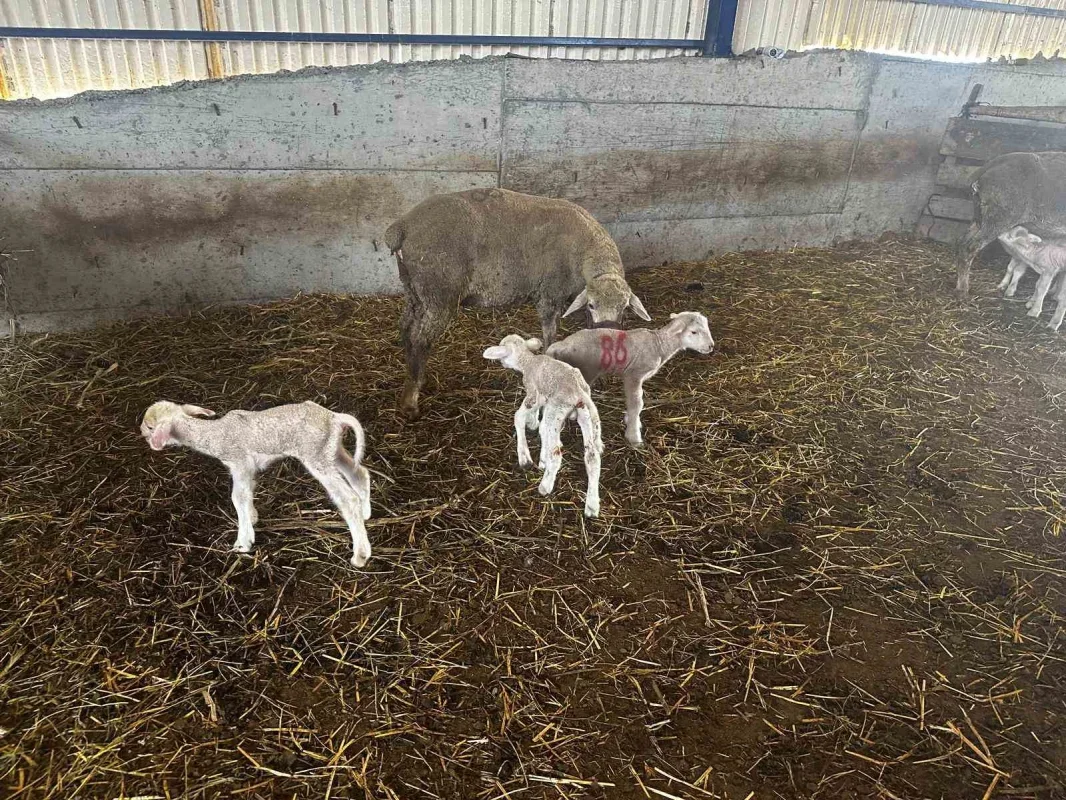 Milyonluk Şampiyon koçtan 96 gebe koyun ve üçüz erkek kuzu