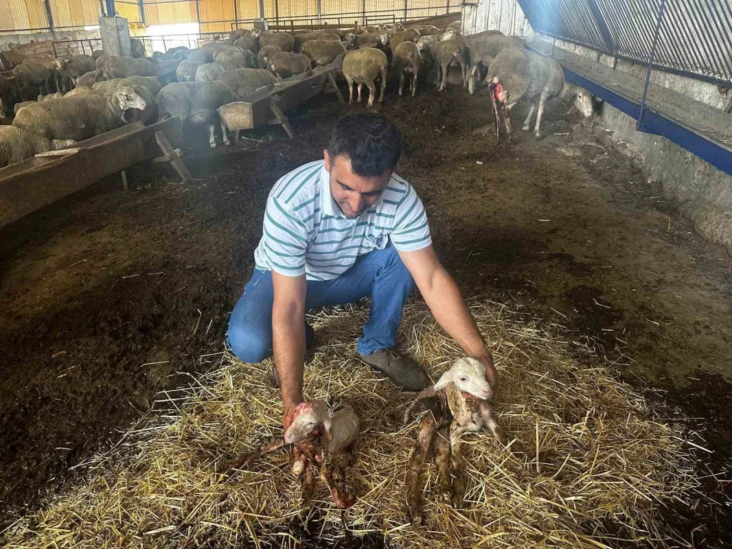 Milyonluk Şampiyon koçtan 96 gebe koyun ve üçüz erkek kuzu