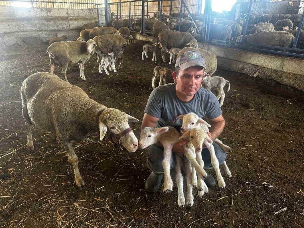 Milyonluk Şampiyon koçtan 96 gebe koyun ve üçüz erkek kuzu