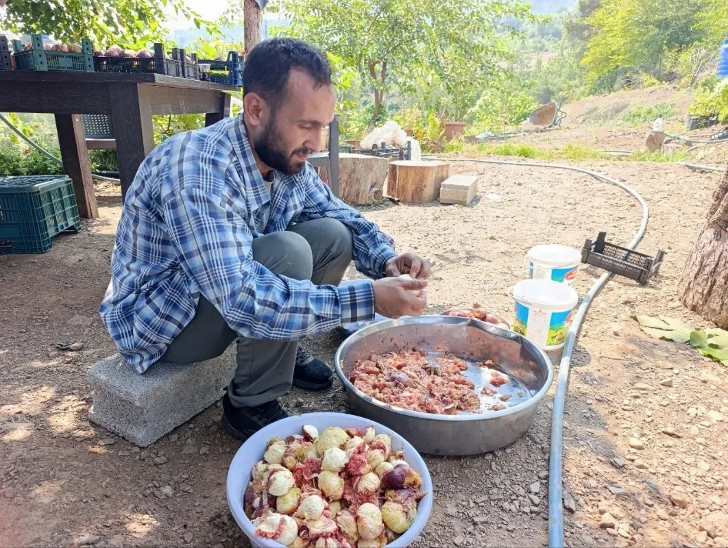Kozan'da incir hasadı başladı: Fiyatlar 150 ile 300 TL