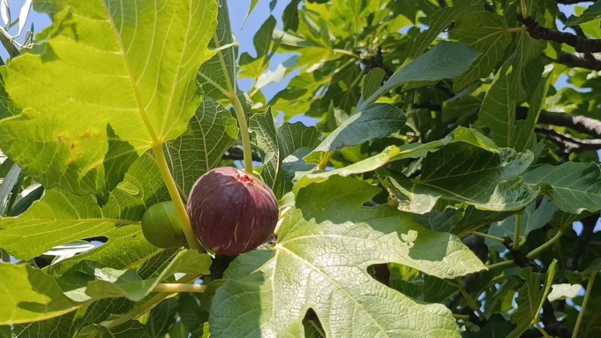 Kozan'da incir hasadı başladı: Fiyatlar 150 ile 300 TL