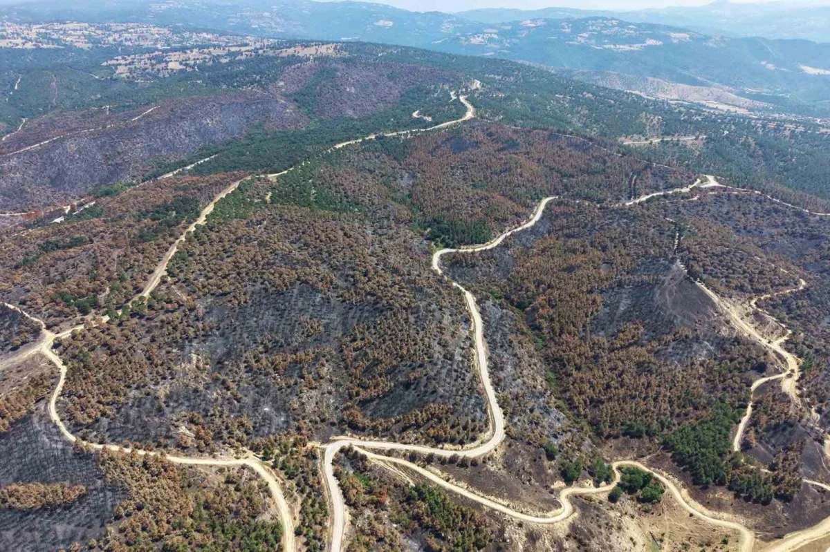 Susurluk'ta yangından etkilenen ormanlık alan yeniden yeşillenecek