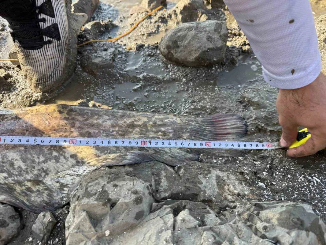 Kestel'de turna avı sürprizi: Oltaya 127 santimlik yayın takıldı