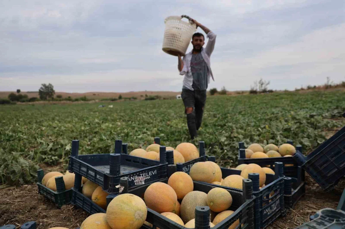 Adanalı üretici kavunu pazarda satıyor, fiyatı 15-20 liraya düşüyor