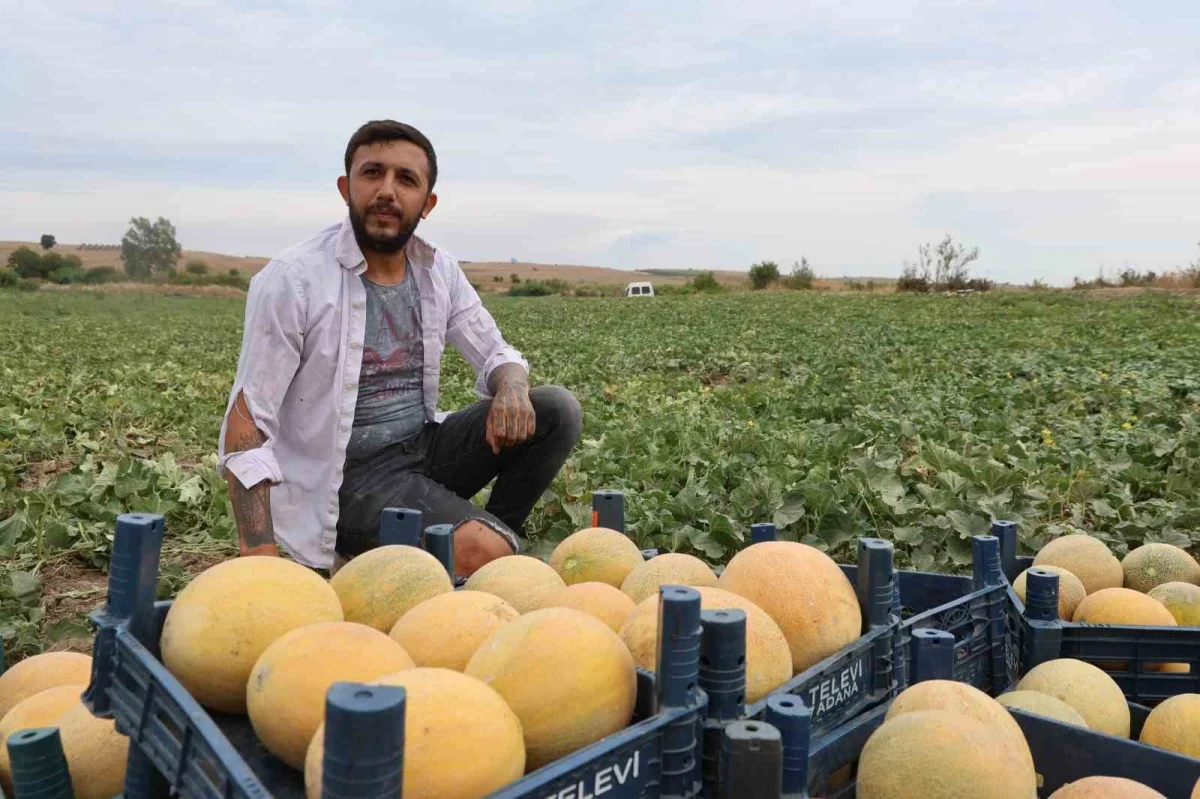 Adanalı üretici kavunu pazarda satıyor, fiyatı 15-20 liraya düşüyor
