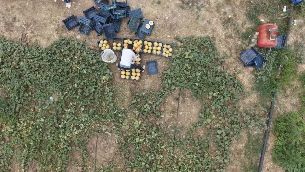 Adanalı üretici kavunu pazarda satıyor, fiyatı 15-20 liraya düşüyor