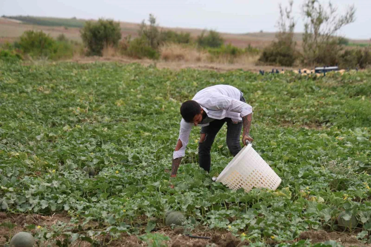 Adanalı üretici kavunu pazarda satıyor, fiyatı 15-20 liraya düşüyor