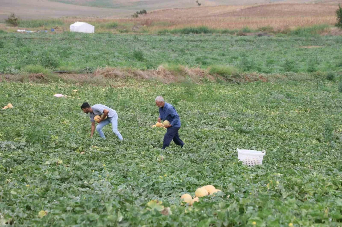 Adanalı üretici kavunu pazarda satıyor, fiyatı 15-20 liraya düşüyor