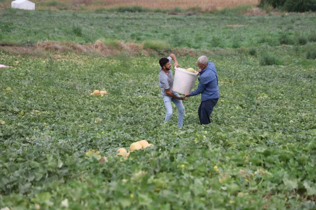 Adanalı üretici kavunu pazarda satıyor, fiyatı 15-20 liraya düşüyor