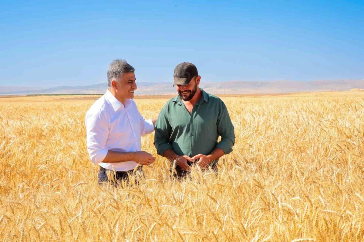 ETİ'nin Kanatlı Buğdayı'nda ilk tohumluk hasadı tamamlandı