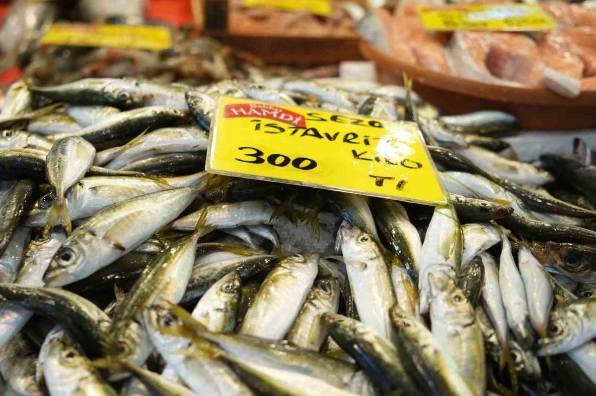 Kocaeli'de balık sezonu palamut bolluğuyla başladı