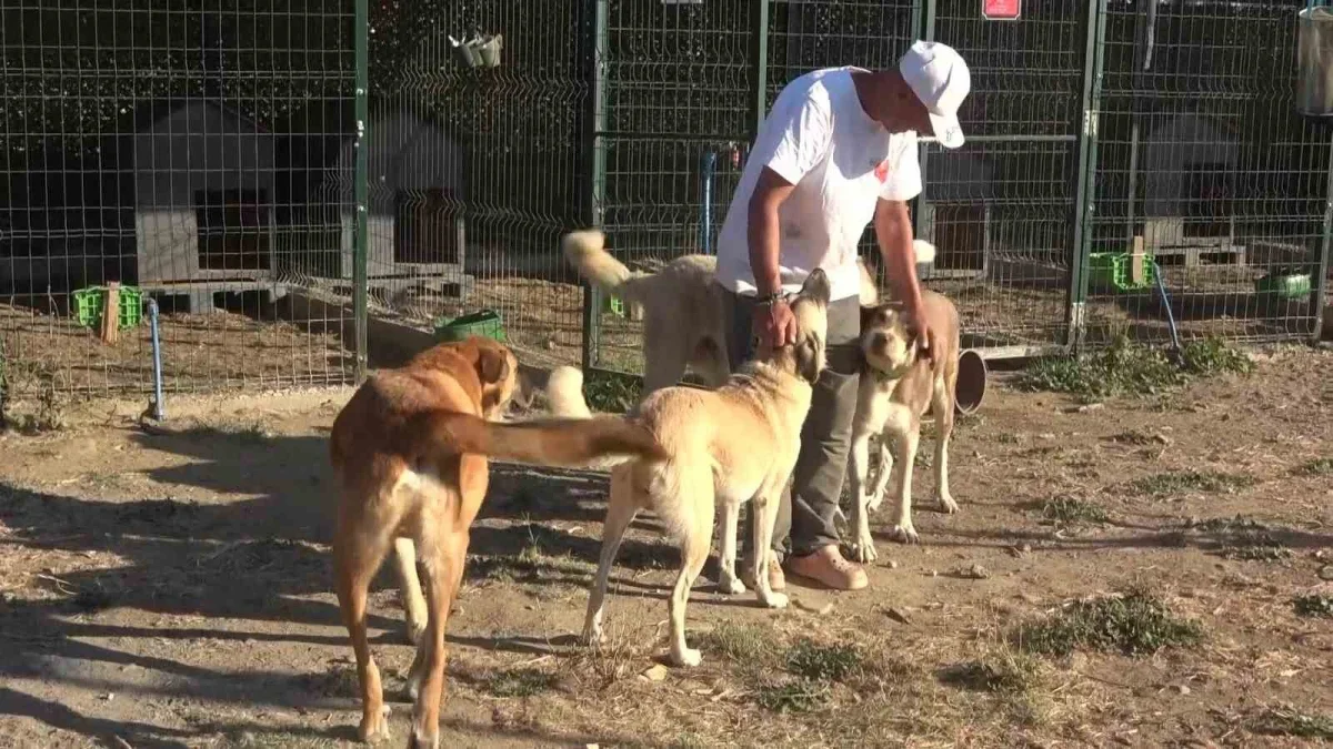 Bursa'da Sahipsiz Patiler Derneği 130 cana yuva oldu