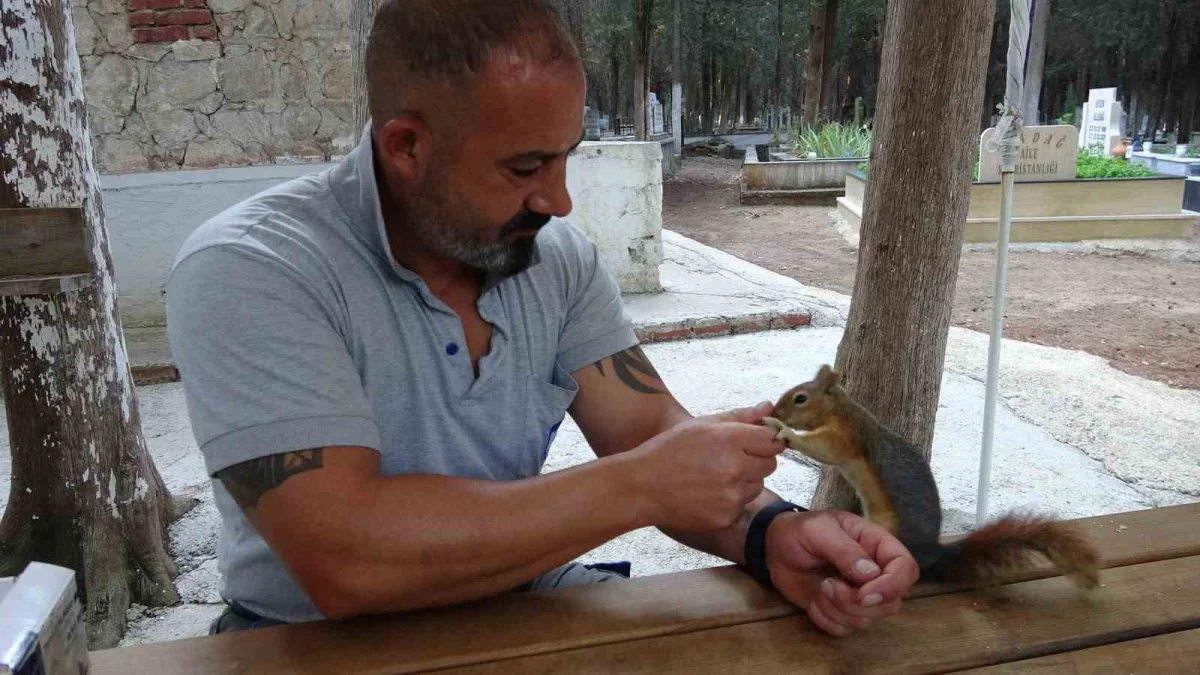 Çanakkale Şehir Mezarlığı'nda görevli Baran Aladağ'ın sincap dostluğu