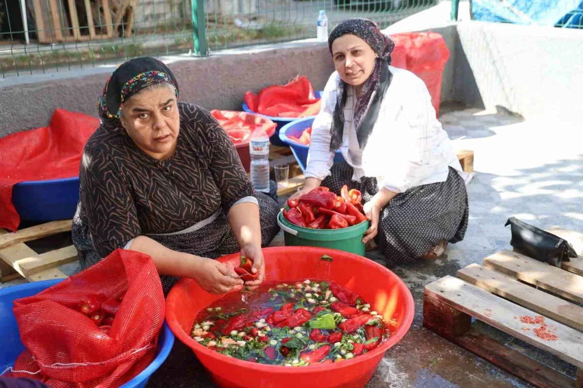 Kozan'da salça sezonu başladı: Damlar türkülerle kırmızıya büründü