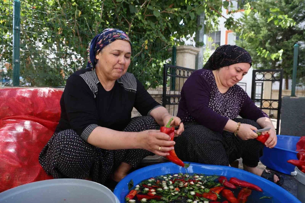 Kozan'da salça sezonu başladı: Damlar türkülerle kırmızıya büründü