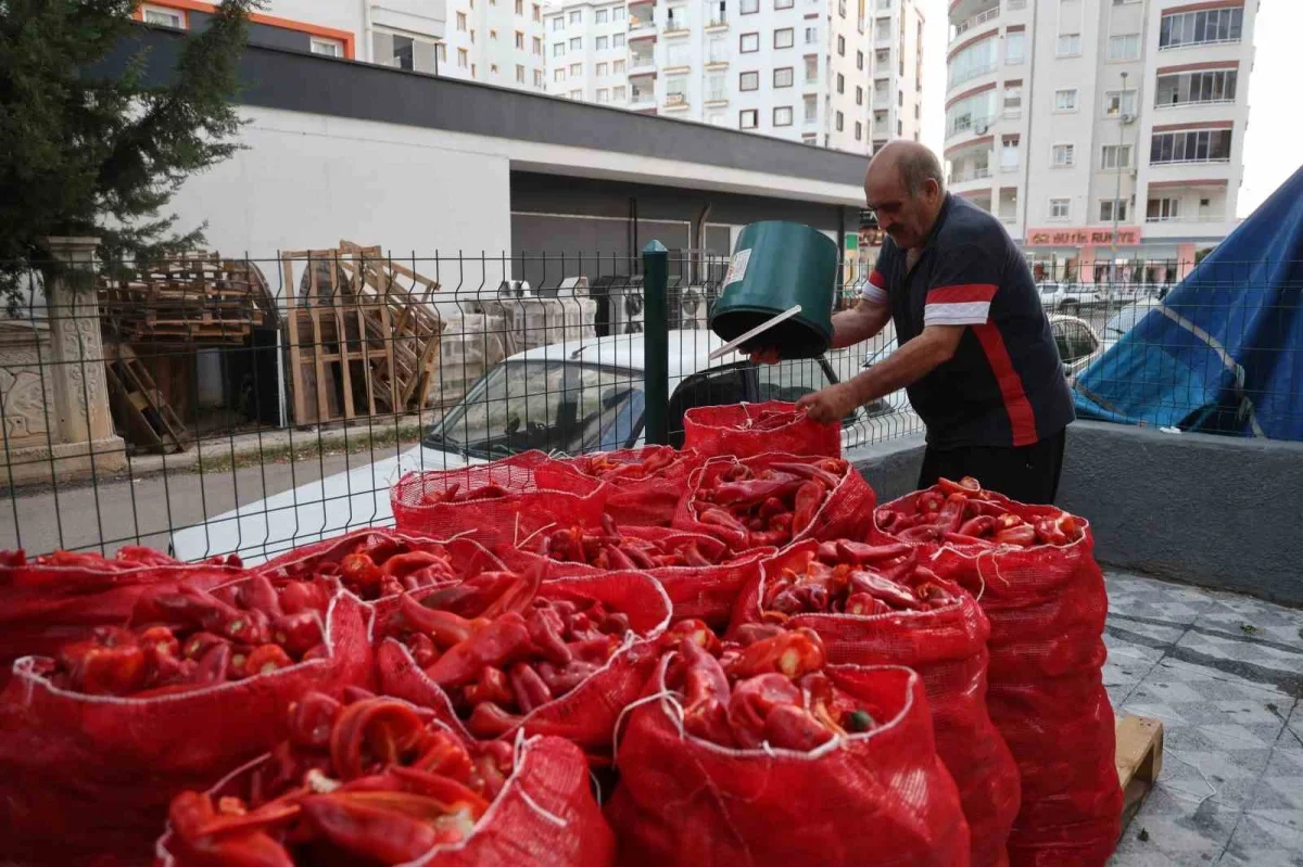 Kozan'da salça sezonu başladı: Damlar türkülerle kırmızıya büründü