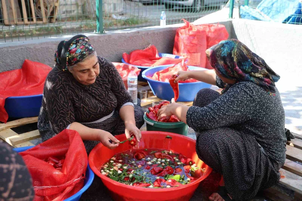 Kozan'da salça sezonu başladı: Damlar türkülerle kırmızıya büründü