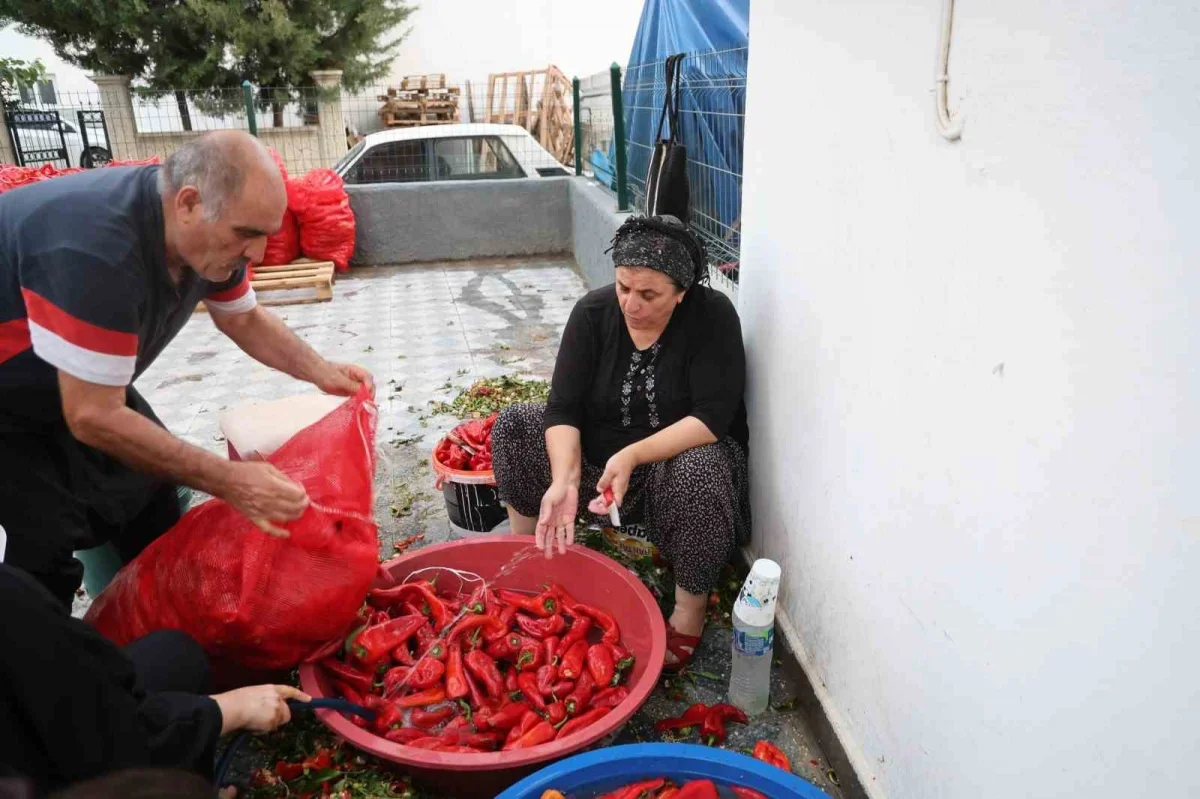 Kozan'da salça sezonu başladı: Damlar türkülerle kırmızıya büründü