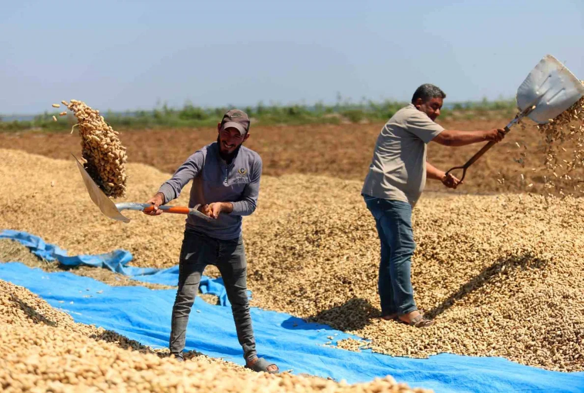 Adana'da yer fıstığı hasadı başladı: 135 bin ton hedef