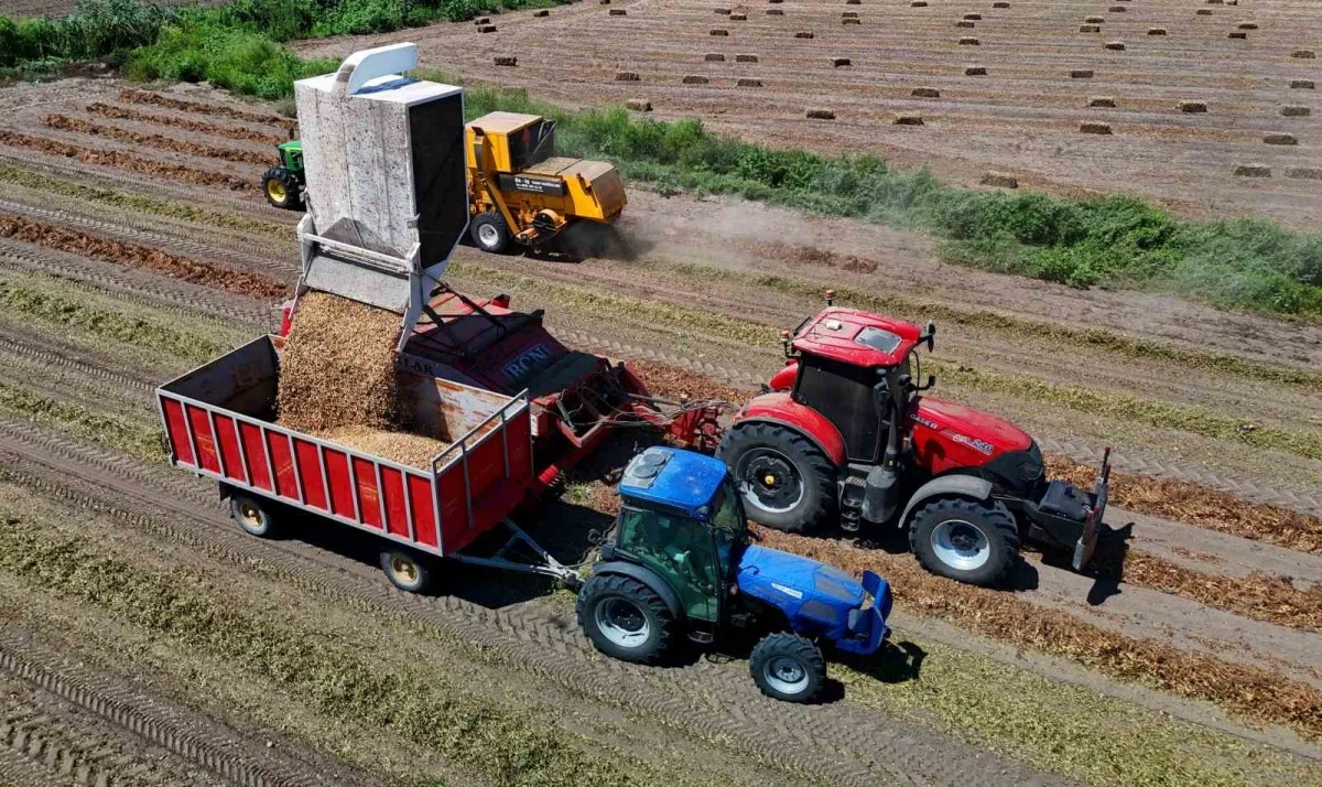 Adana'da yer fıstığı hasadı başladı: 135 bin ton hedef