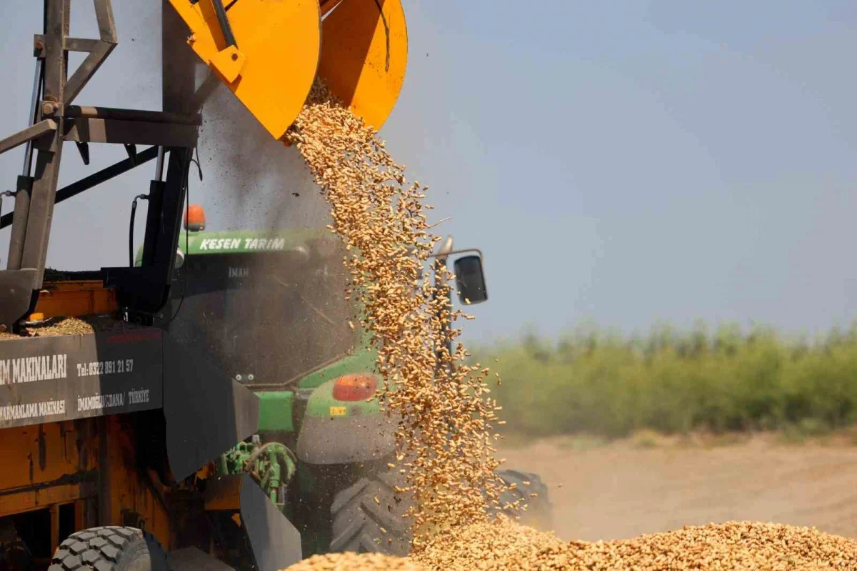Adana'da yer fıstığı hasadı başladı: 135 bin ton hedef